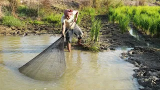 The Simple Cast Net Fishing - A Fisherman Use Skills Caste Net Fishing Catfish in Rice Field