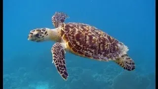 Turtle at Maui Hawaii caught on GoPro