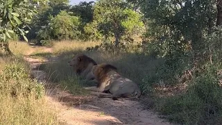 Lions Roaring Responding to other Lions Call | Plains Camp Males | 21 April 2024