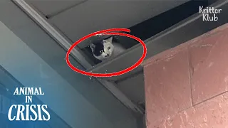 HELP! Cat Trapped 20M Above Ground, About To Fall (Part 1)  | Animal in Crisis 328