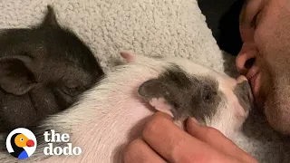 Tiny Piglets Become Siblings With A Pack Of Rescue Dogs | The Dodo Adoption Day