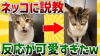 【2ch動物スレ】ネッコに説教した結果→反応が可愛すぎるｗｗ