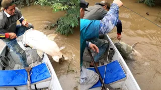 Pesca de peces monstruo en Colombia usando guanábana silvestre.