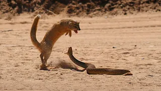 Black mamba vs mongoose! Fight to the death!