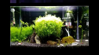 A Peaceful Hour In Our Cherry Shrimp Tank