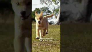 Forget what you know about Dingoes! 🐕 #cuteanimals