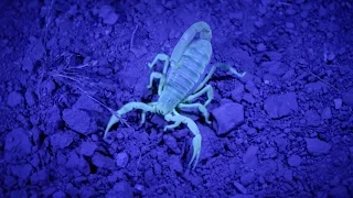 Watch Scorpions Glow in the Dark | National Geographic