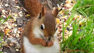 Red Squirrel