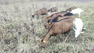 Можно ли доить козу всего раз в день???