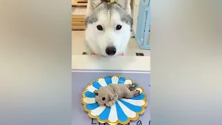 Funny Dog Reaction to Cutting Cake P1 Super Dog - Dog Lover