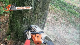 Buchen und Fichten Fällen mit Stihl 500i