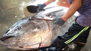 Over 300KG Giant Bluefin Cutting Show- Hundred Bluefin Tuna Cutting  Nonstop