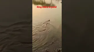 King cobra 🐍🐍🐍🐍🐍 in pond #viral #shorts #snake#king #cobra #