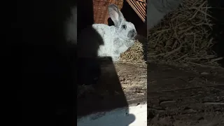 Контроль за гнездами у кроликов в холодное время