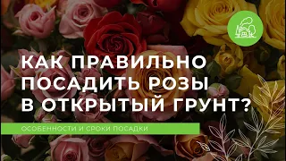 Как правильно посадить розы в открытый грунт?