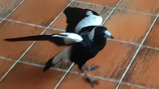 Absolute Aussie Bird Chaos - Part 2 - Indoor Magpie Fight!