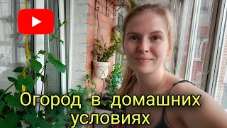 Огород на балконе🌿/Что посадила на подоконнике? Жду урожай🤞