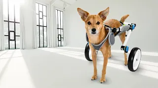 Dog Wheelchairs Fordable Dog Wheelchair for Back Legs