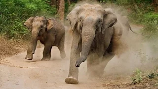 Elephant Attack. Слоны атакуют беззащитных туристов.