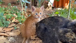 Sweet kittens and Angry Mother Cat. The Kitten is so cute.🐈🥰