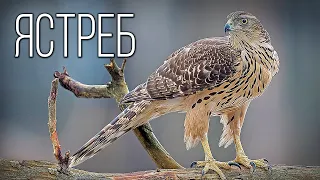 Hawk: Forest feathered wolf | Interesting facts about the hawk