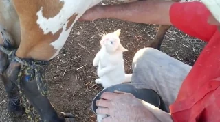 Cat Drinking Milk From Cow