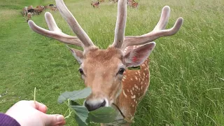 Deer feeding, Dublin, Phoenix Park