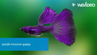15 different types of guppies