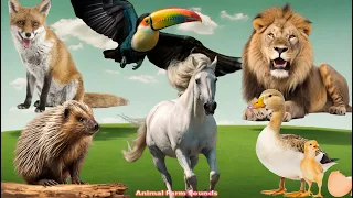 Happy Animal Moment Around Us: Fox, Lion, Porcupine, Duck, Horse, Toucan  - Animal moments