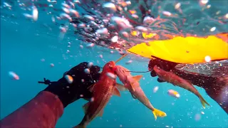 Pesca Submarina en el Estrecho: SALMONETES