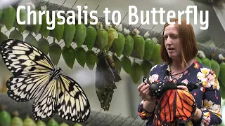 Butterfly Life Cycle - Chrysalis to Butterfly