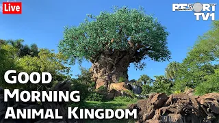 🔴Live: Good Morning Animal Kingdom!  Walt Disney World Live Stream - 2-10-21
