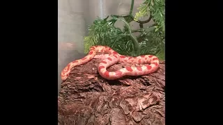 Corn Snake Shedding!