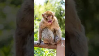 Monyet lucu