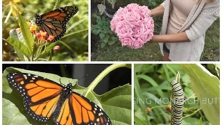Garden Vlog: Raising Monarch Butterflies