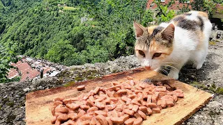 Cats in villages at an altitude of 2500 meters ate cat food for the first time.