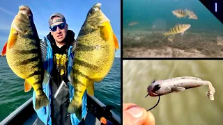 Jumbo Perch Fishing Drop Shot | Jigs | PROBLEMS?!