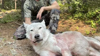 BIG WHITE ALPHA! Idaho Wolf Hunt - Stuck N The Rut 174