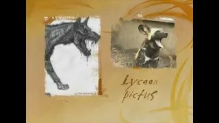Собака гиеновидная - Lycaon pictus - Африканський дикий пес - African wild dog