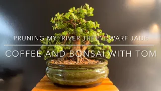 DJ-06 A Much Needed Pruning For My ‘River Tree’ Dwarf Jade Bonsai (Portulacaria Afra)