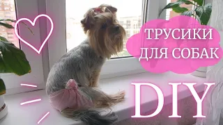 💗 Трусы для собак на время течки СВОИМИ РУКАМИ ЗА МИНУТУ