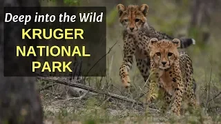 Deep into the Wild of Kruger National Park, South Africa