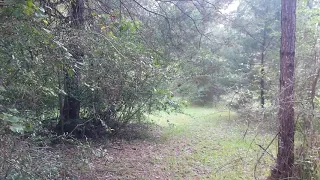 (BIGFOOT IN MISSISSIPPI)?