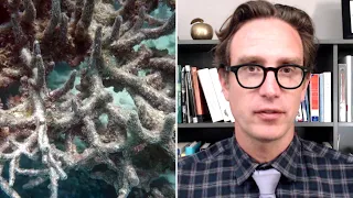 Dan Riskin on how coral may be adapting to climate change