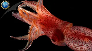 Glowing Squid | Science Nation