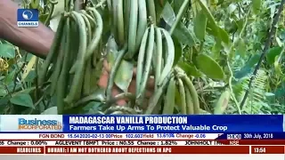Vanilla Farmers In Madagascar Take Arms To Protect Valuable Crop |Business Incorporated|