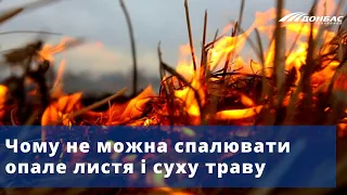 Чому не можна спалювати опале листя і суху траву