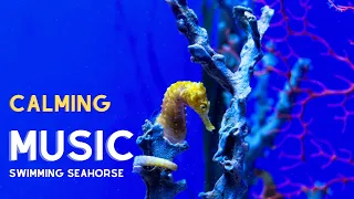 🟣Calming Aquatic Music with [Seahorse Swimming]