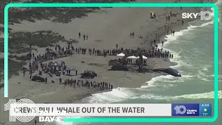 Crews pull 44-foot beached whale out of water in Venice, Florida