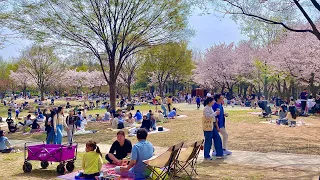 [4K SEOUL] Walking in the Beautiful Seoul Forest with Cherry Blossoms